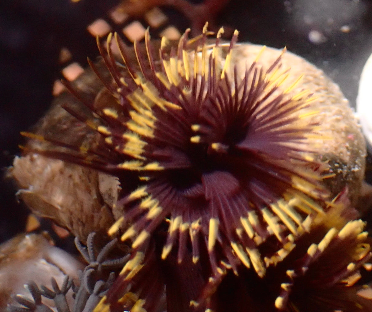 Sabellasttarte Indica - Röhrenwurm Lila gelb