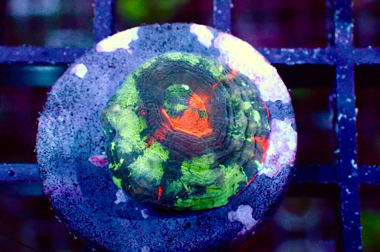 Scolymia Austalis Warpaint small