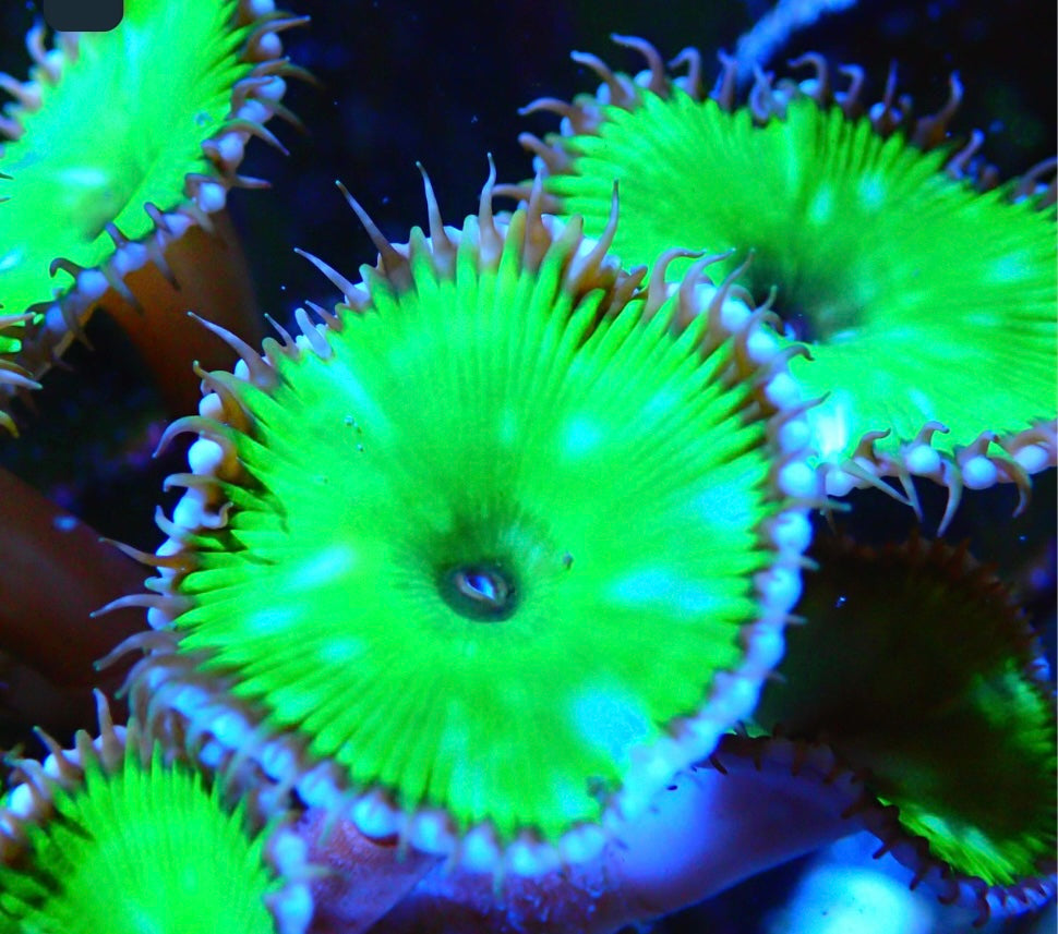 Palythoa Grandis Riesen Krustenanemone