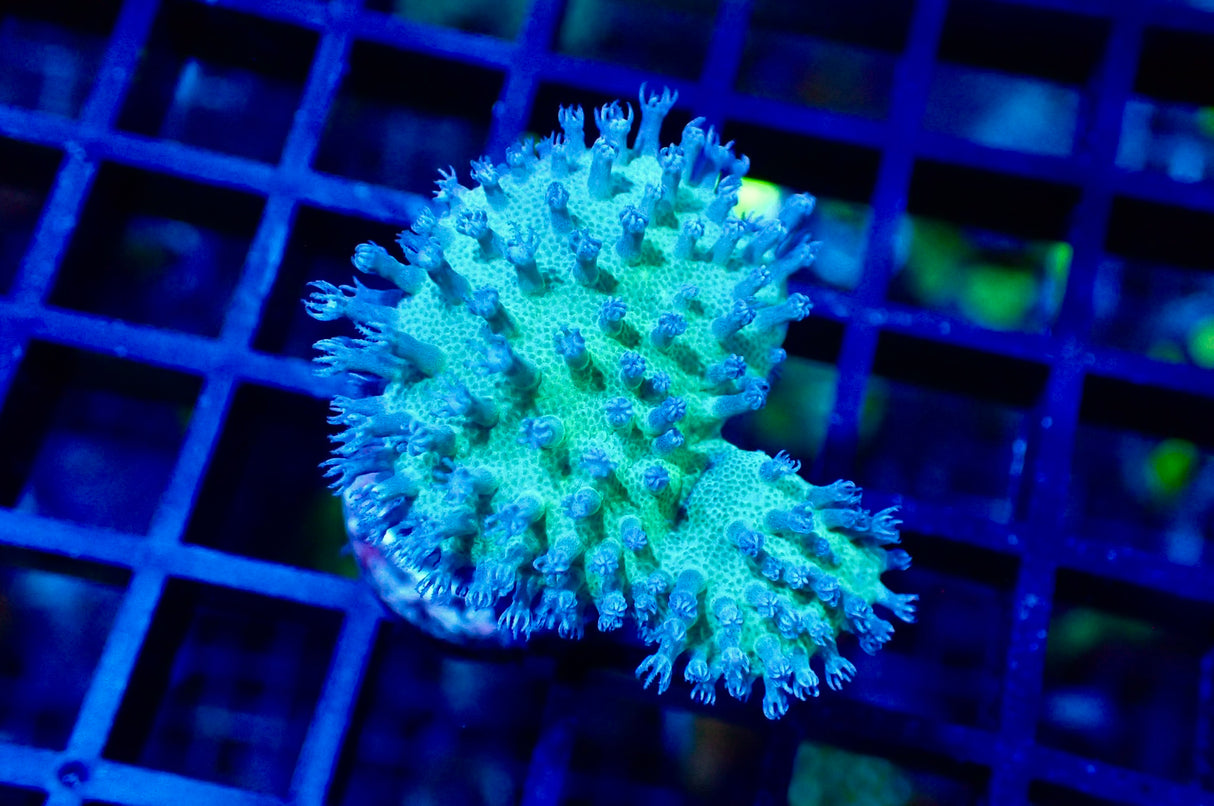 Sarcophyton - grüne Pilzlederkoralle