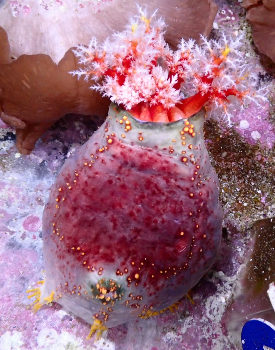 Pseudocolochirus violaceus -
Bunter Seeapfel