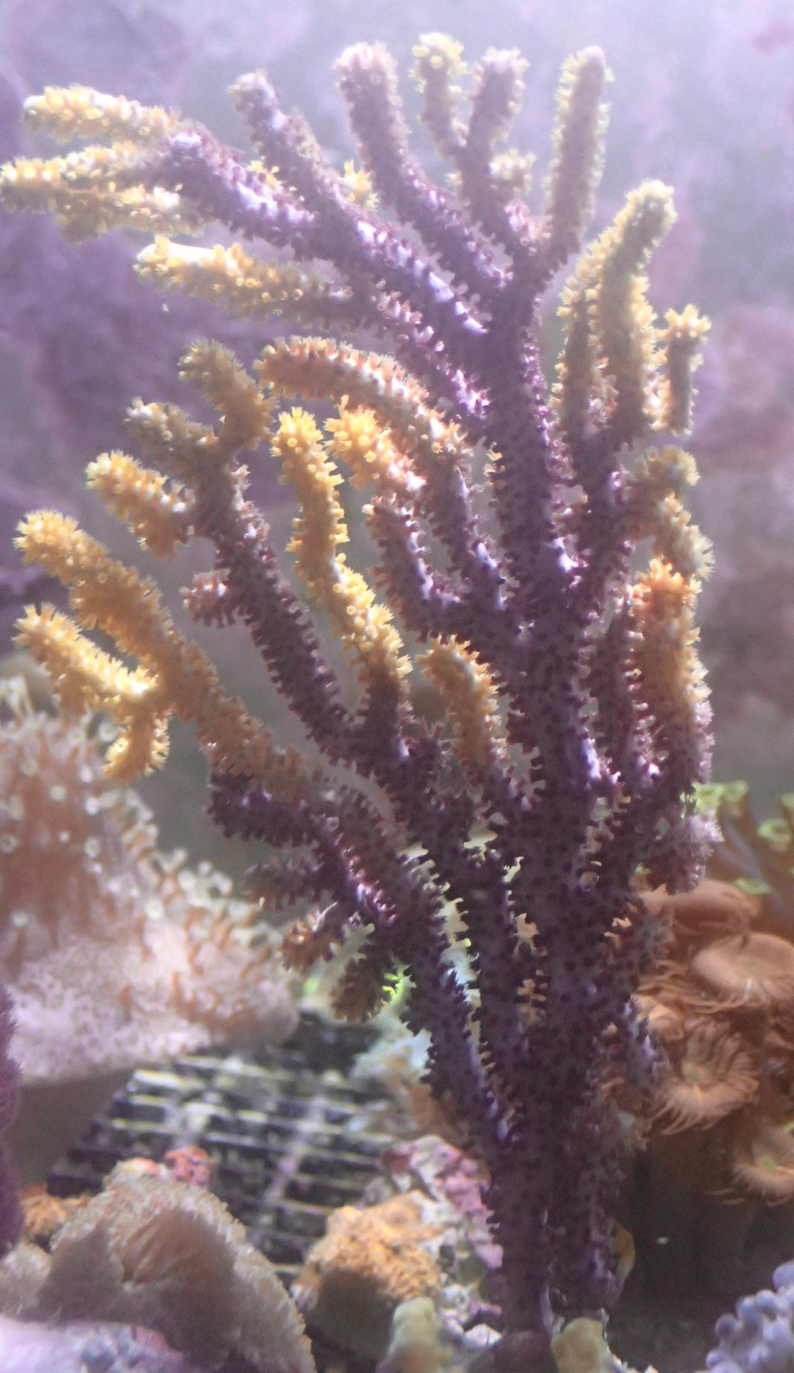 Echinogorgia - Farbwechselgorgonie WYSIWYG