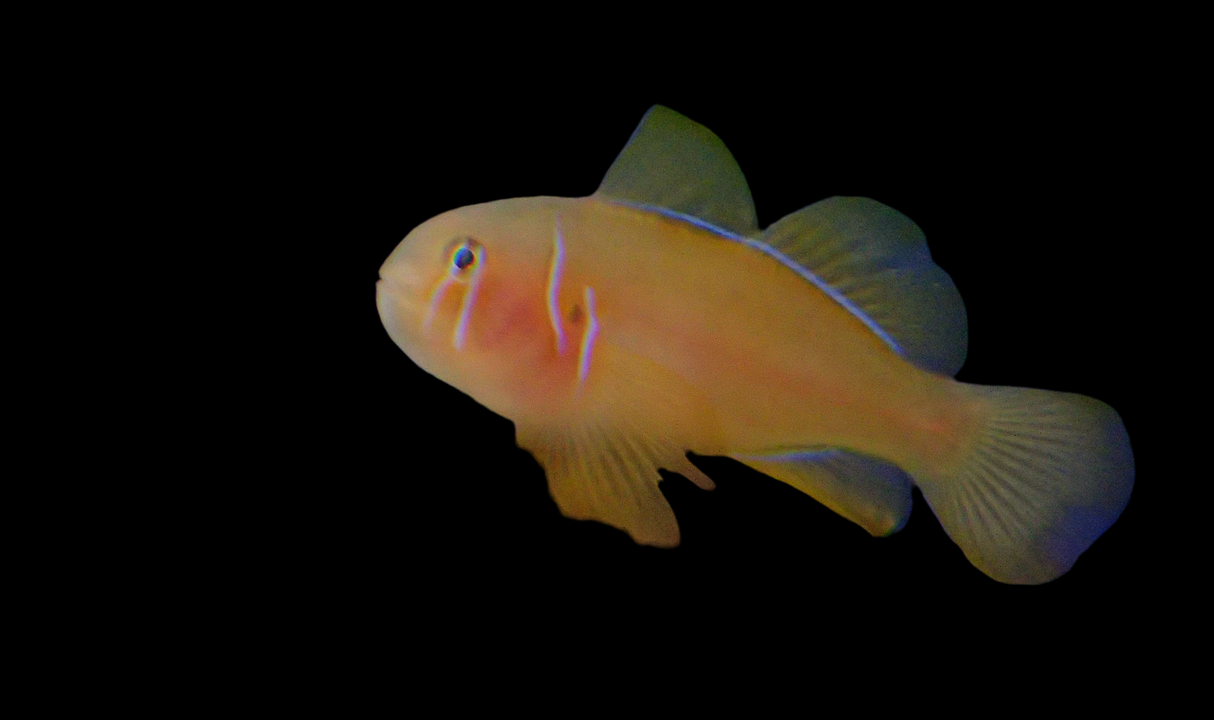 Gobiodon Citrinus - Zitronengrundel