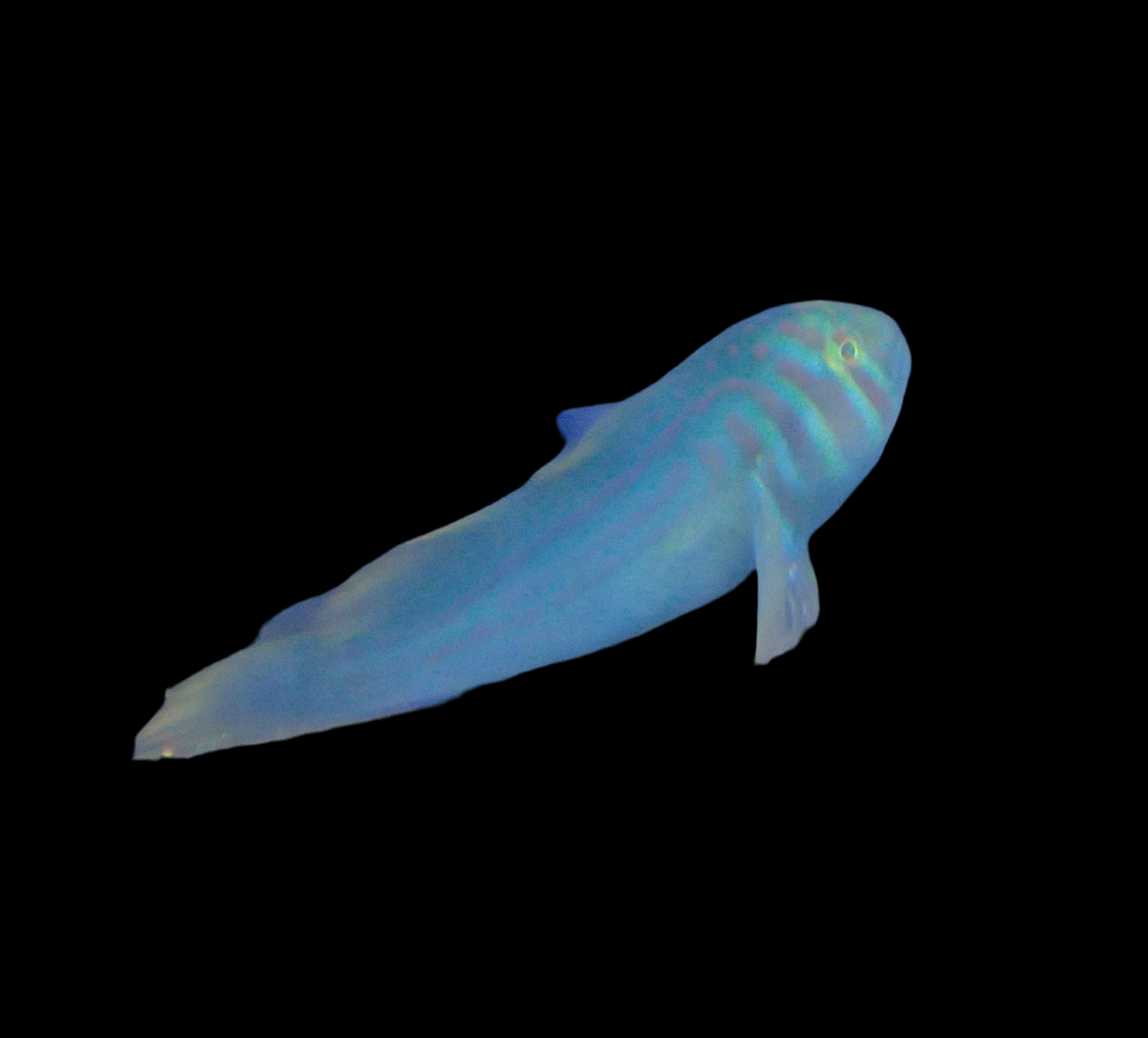 Gobiodon Histrio - Blaupunkt-Korallengrundel