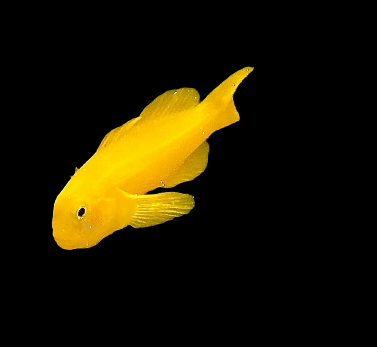 Gobiodon Okinawae - Gelbe Korallengrundel