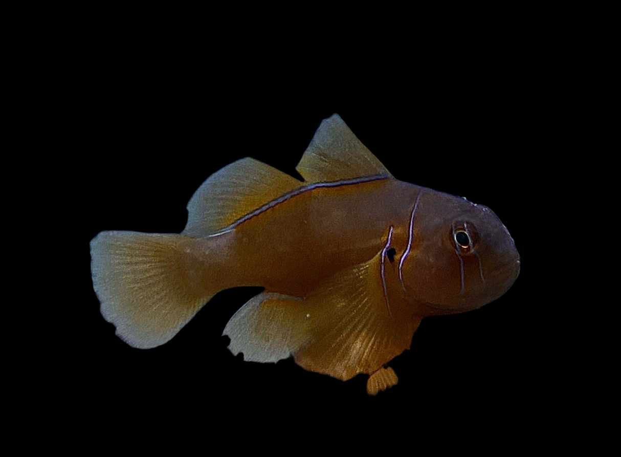 Gobiodon Citrinus - Zitronengrundel
