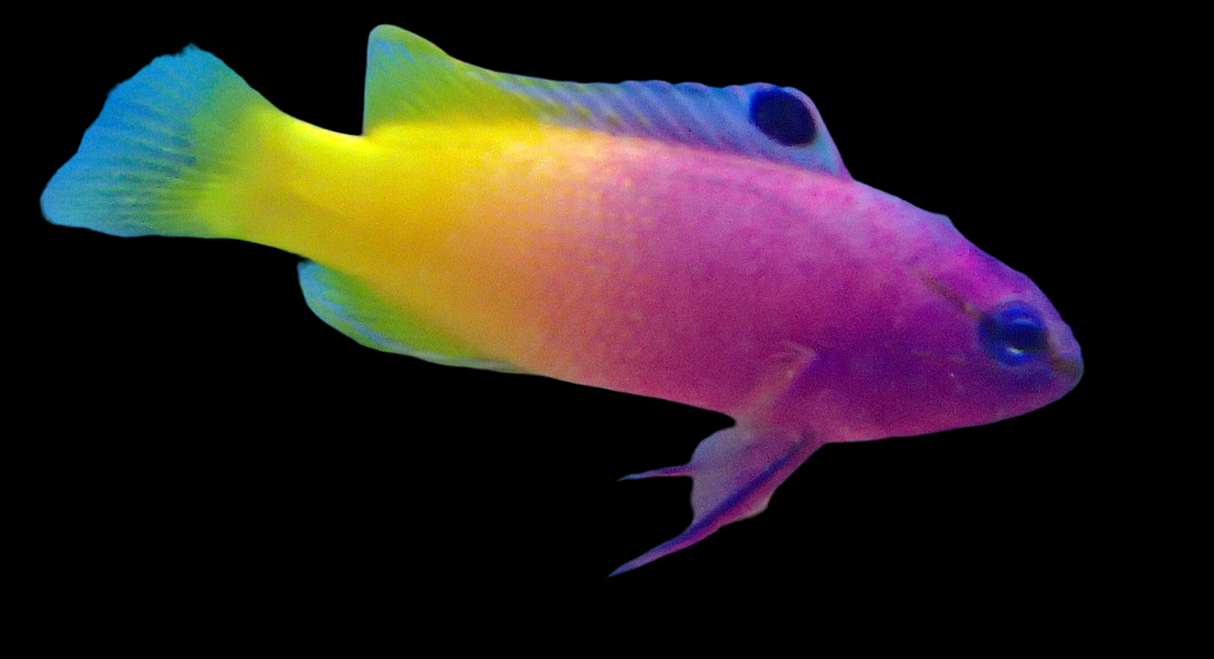 Gramma Loreto - Königs Feenbarsch