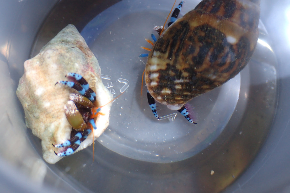 Calcinus elegans - Blauer Halloween-Einsiedlerkrebs