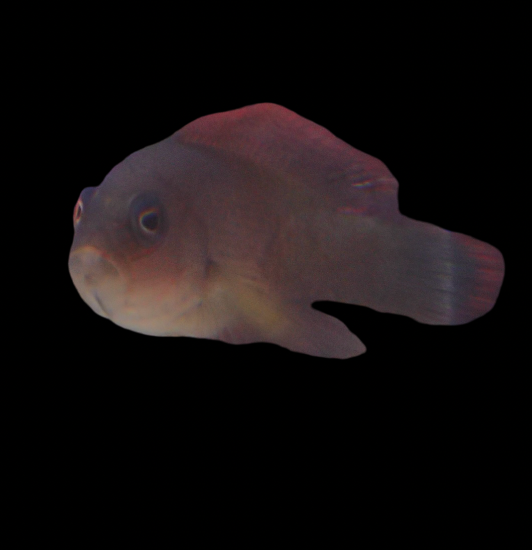 Labracinus cyclophthalmus
Zwergbarsch