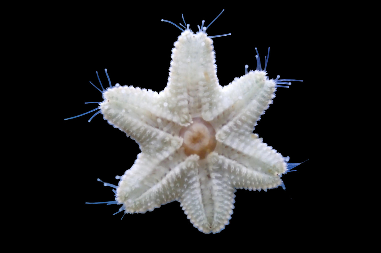 Asterina Gänsefußseestern - Futterseestern für Harlekingarnelen