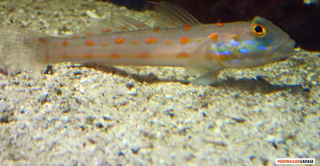 Valenciennea puellaris - Coppia di ghiozzi dormienti