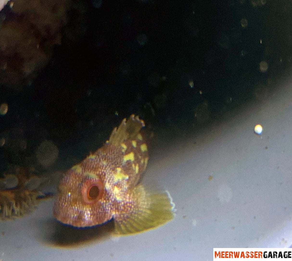 Sebastapistes cyanostigma - Gelbflecken-Drachenkopf