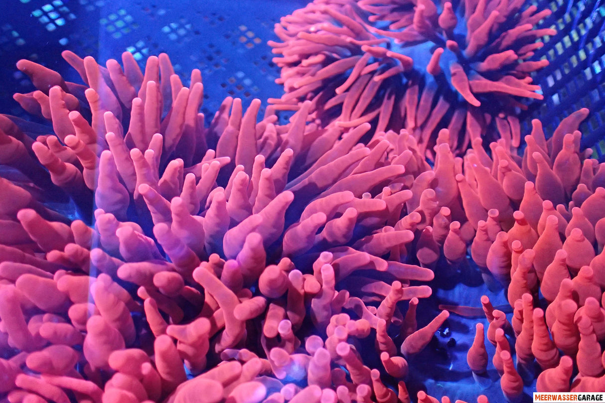 Kupferanemone - Entacmaea quadricolor