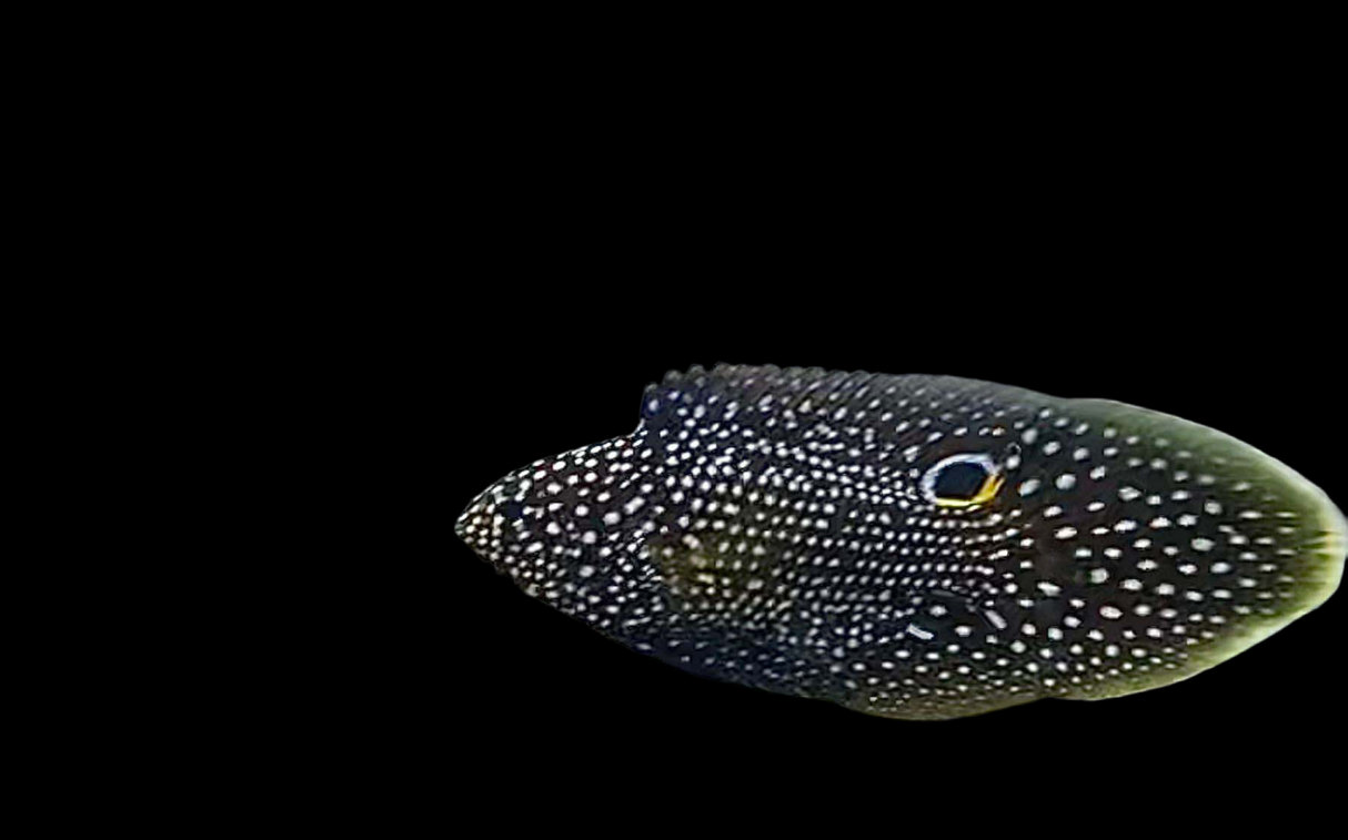 Mirakelbarsch - Calloplesiops altivelis