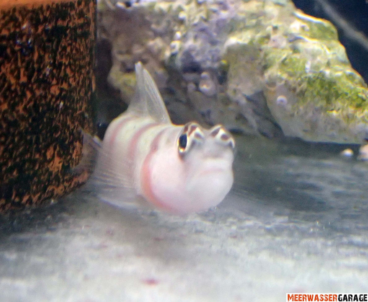 Amblyeleotris Steinitzi - Steinitz Wächtergrundel