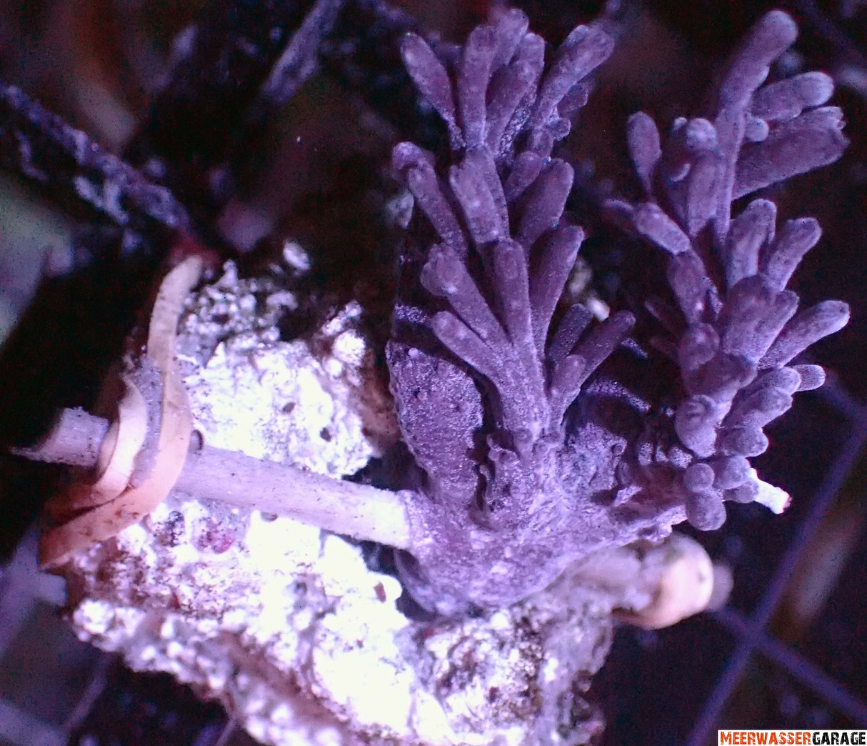Cespitularia infirmata Weichkoralle