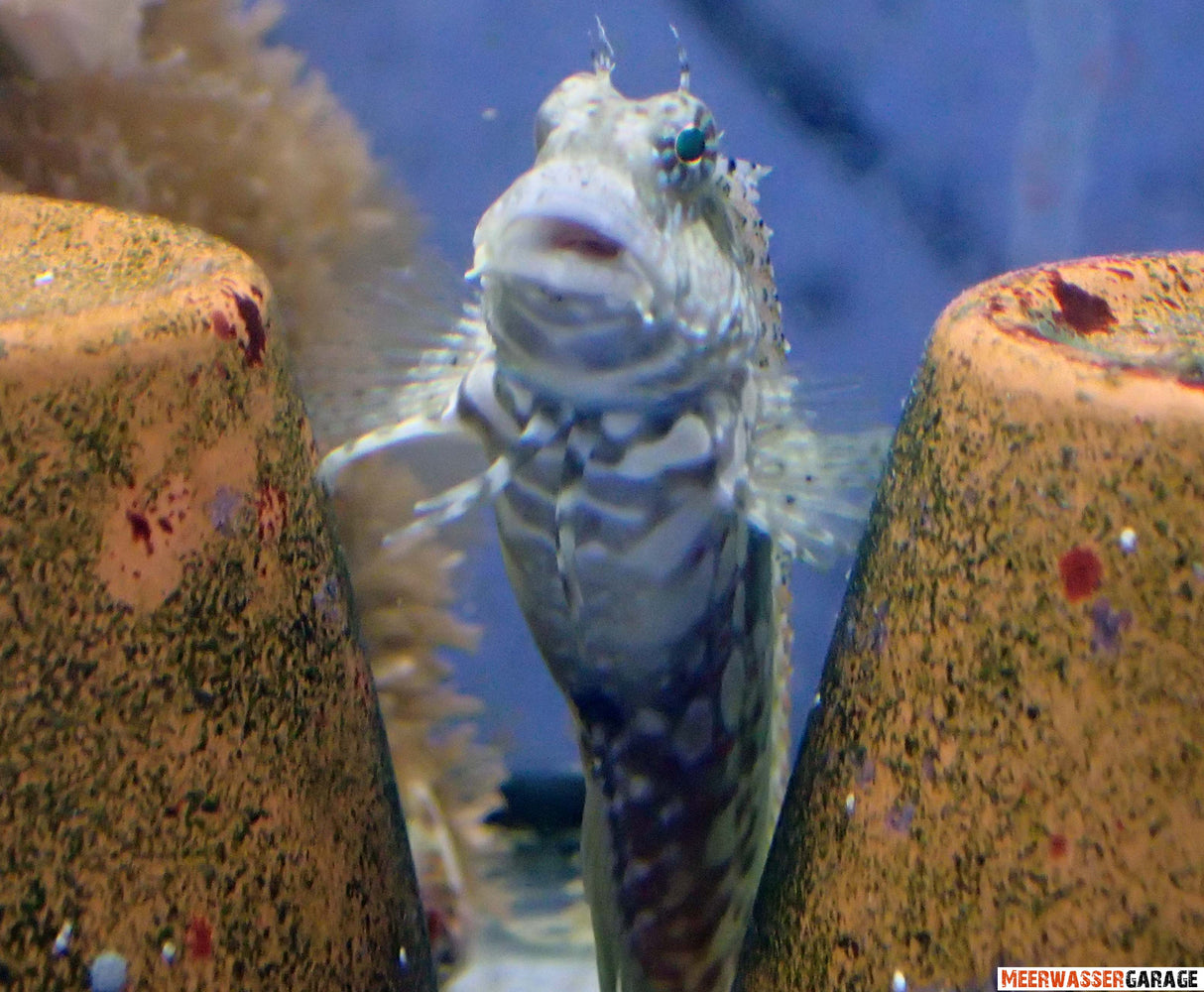 Salarias fasciatus - Algenblenny