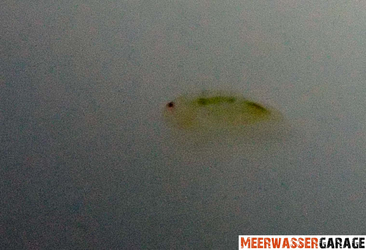 Brachionus plicatilis Zuchtansatz