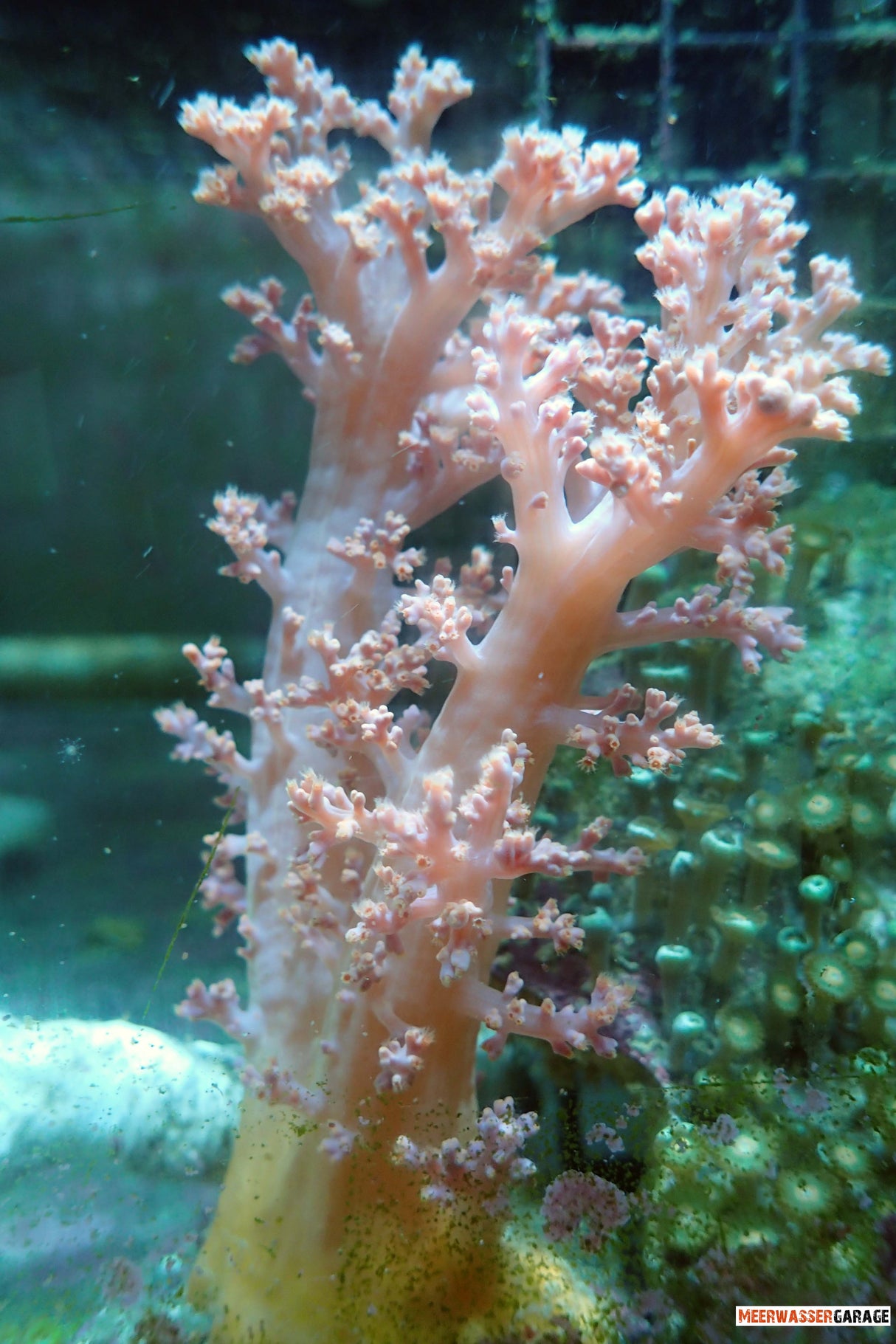 Scleronephthya - Orange Bäumchenweichkoralle L