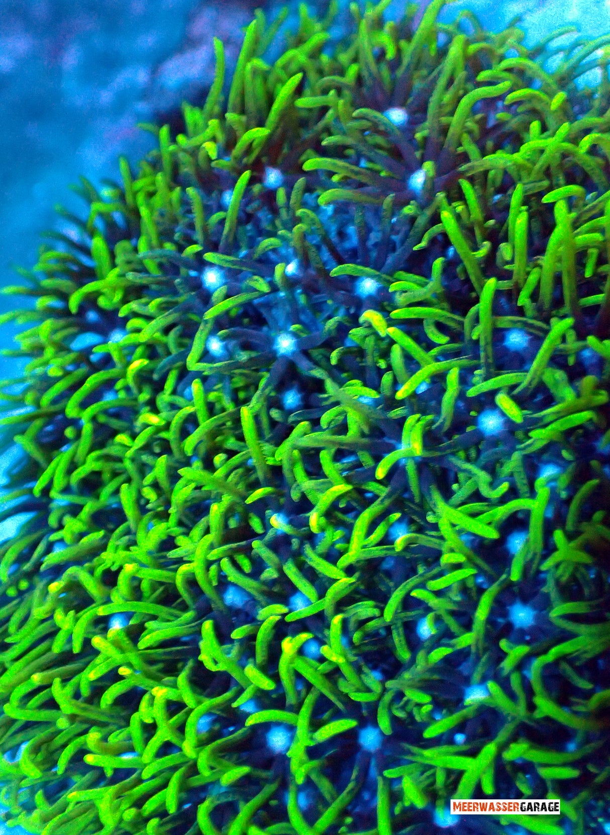 Briareum Hamrum - Affenhaar