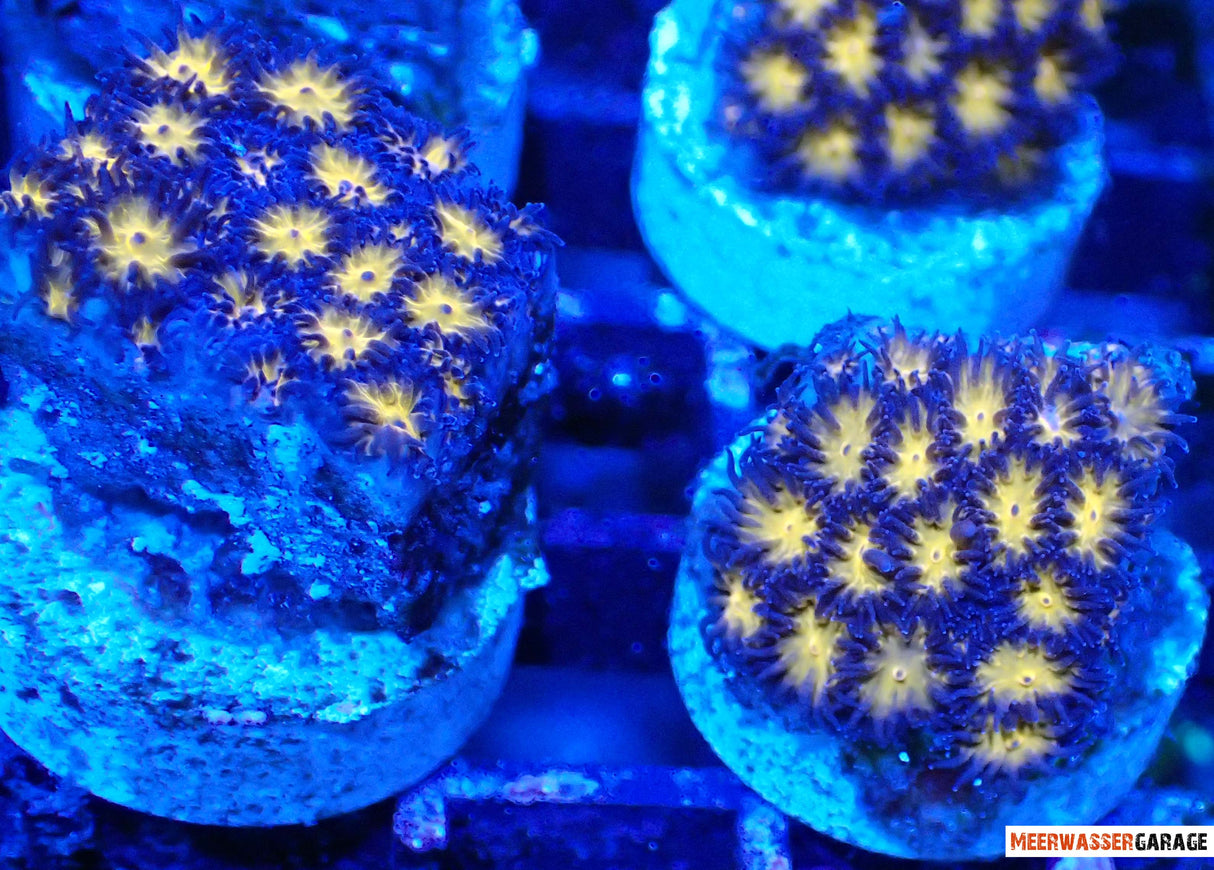 Leptastrea Burning amber