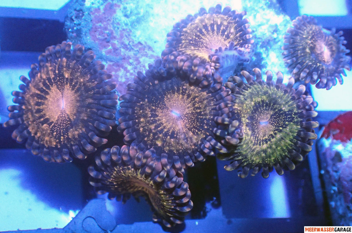 Zoanthus Alien Antivenom