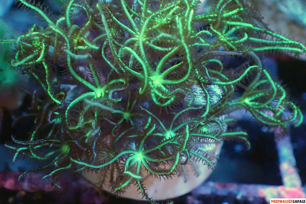 Pachyclavularia violeca