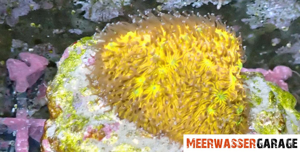 Lithophyllone WWC C3PO