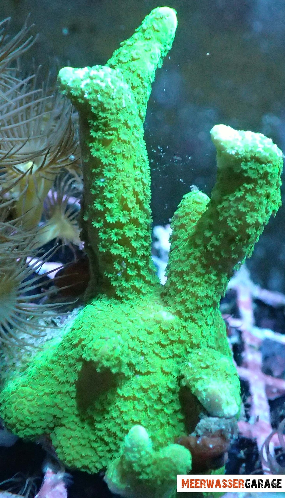 Montipora Digitata Grün