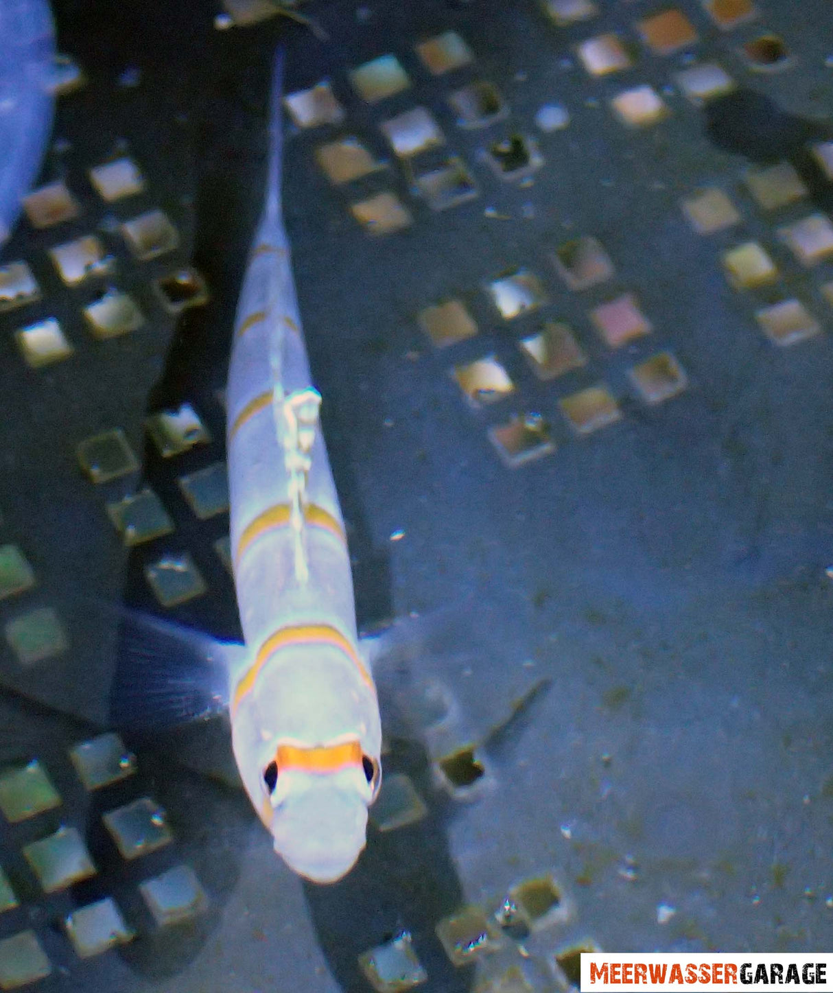 Partenaire de Randall - Amblyeleotris randalli