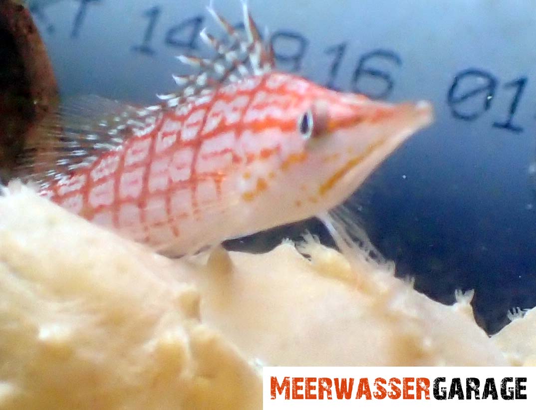 Oxycirrhites typus - Langschnäuziger Korallenwächter