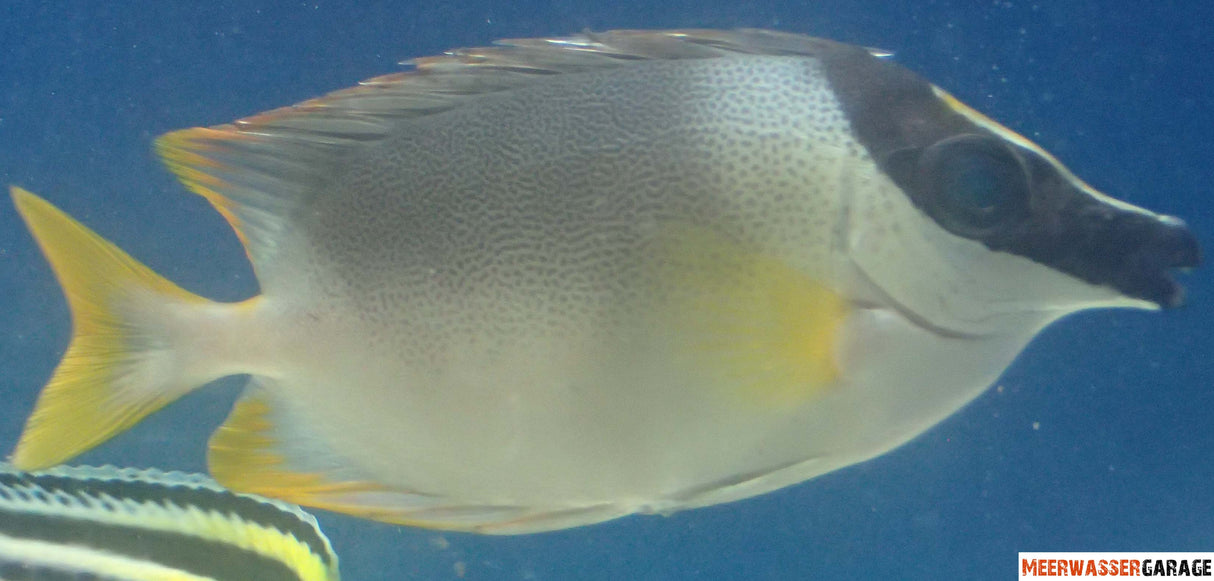 Siganus magnificus - Andamanen Fuchsgesicht