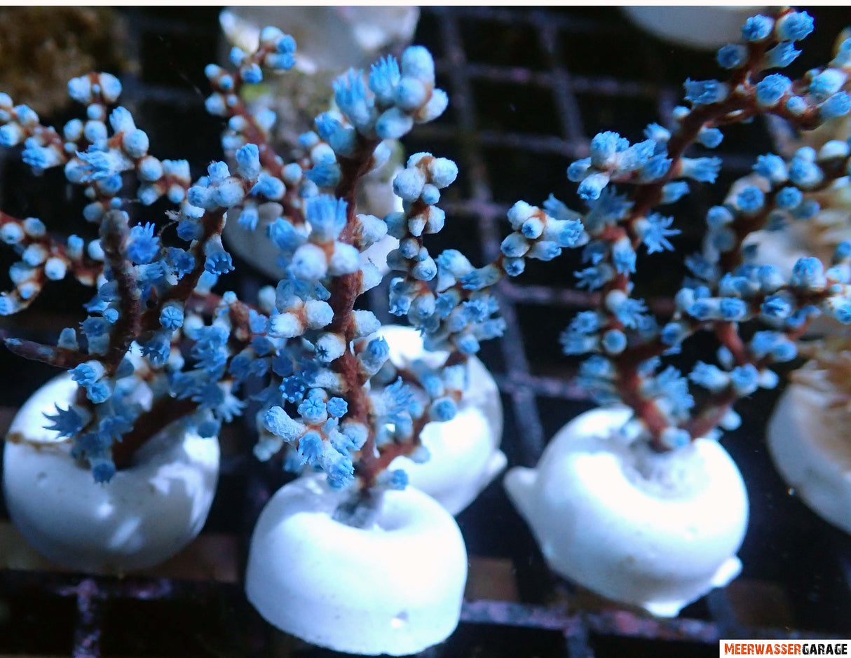 Acalycigorgia sp. Gorgonie