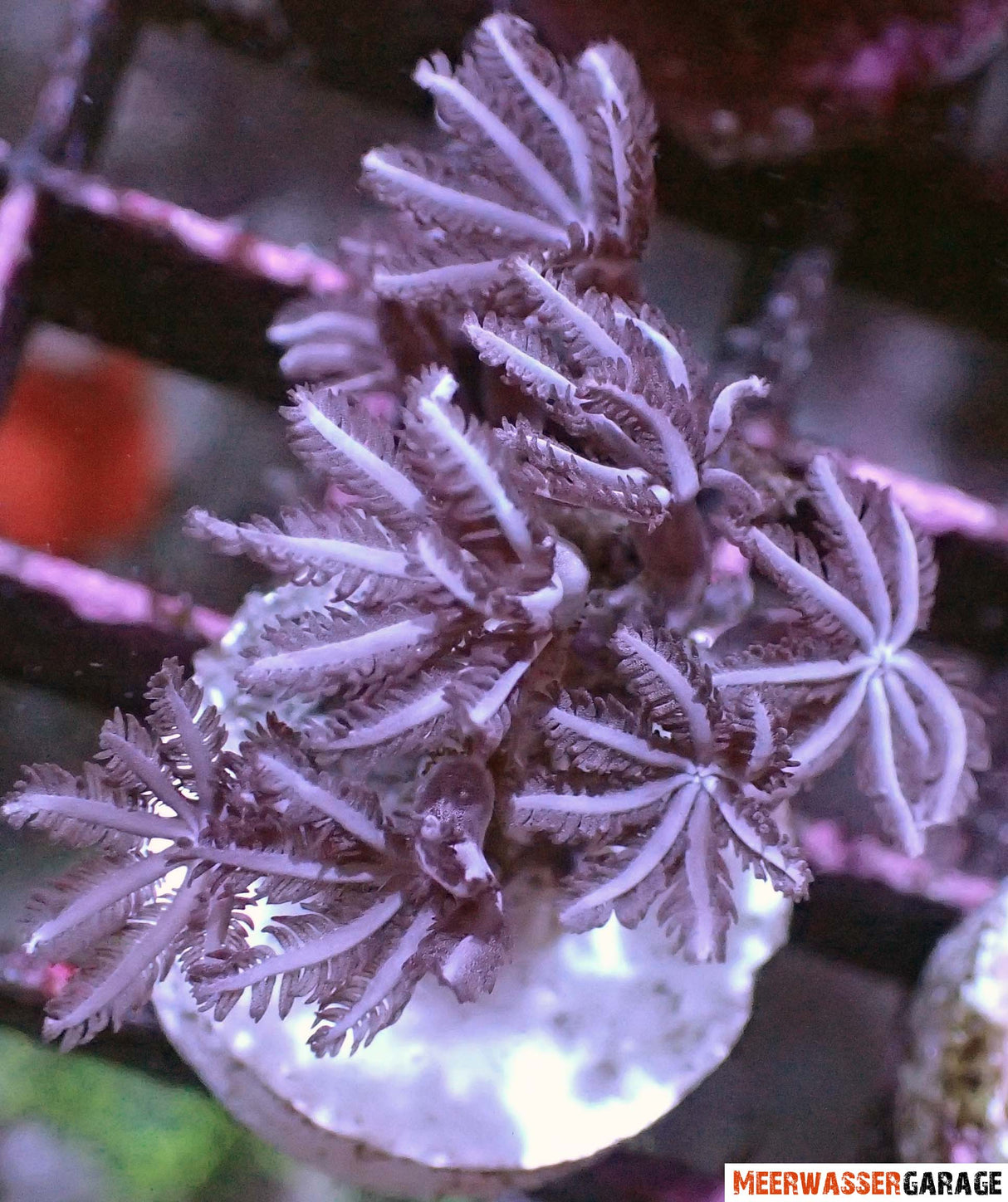 Anthelia - Straußenkoralle