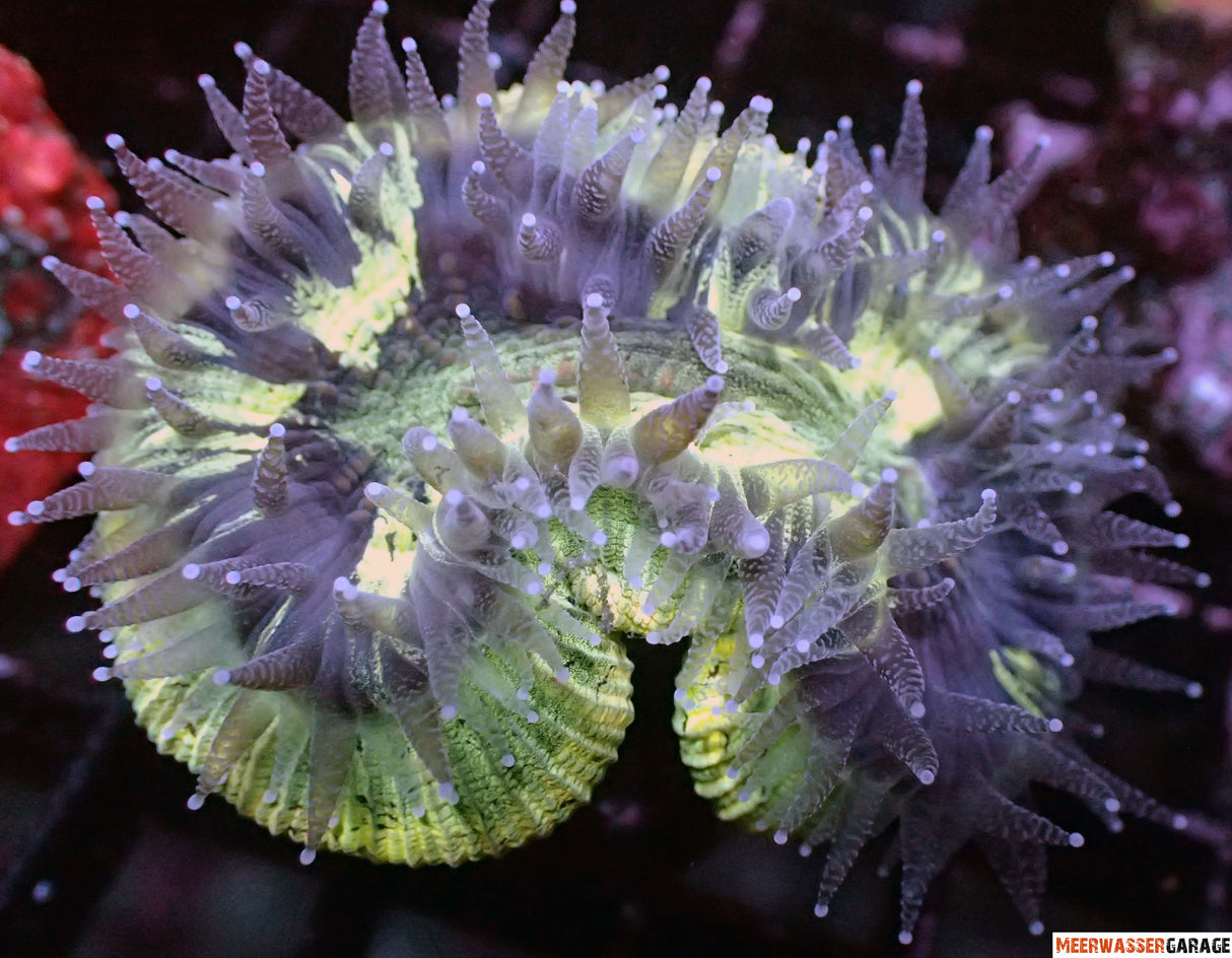 Trachyphyllia geoffroyi