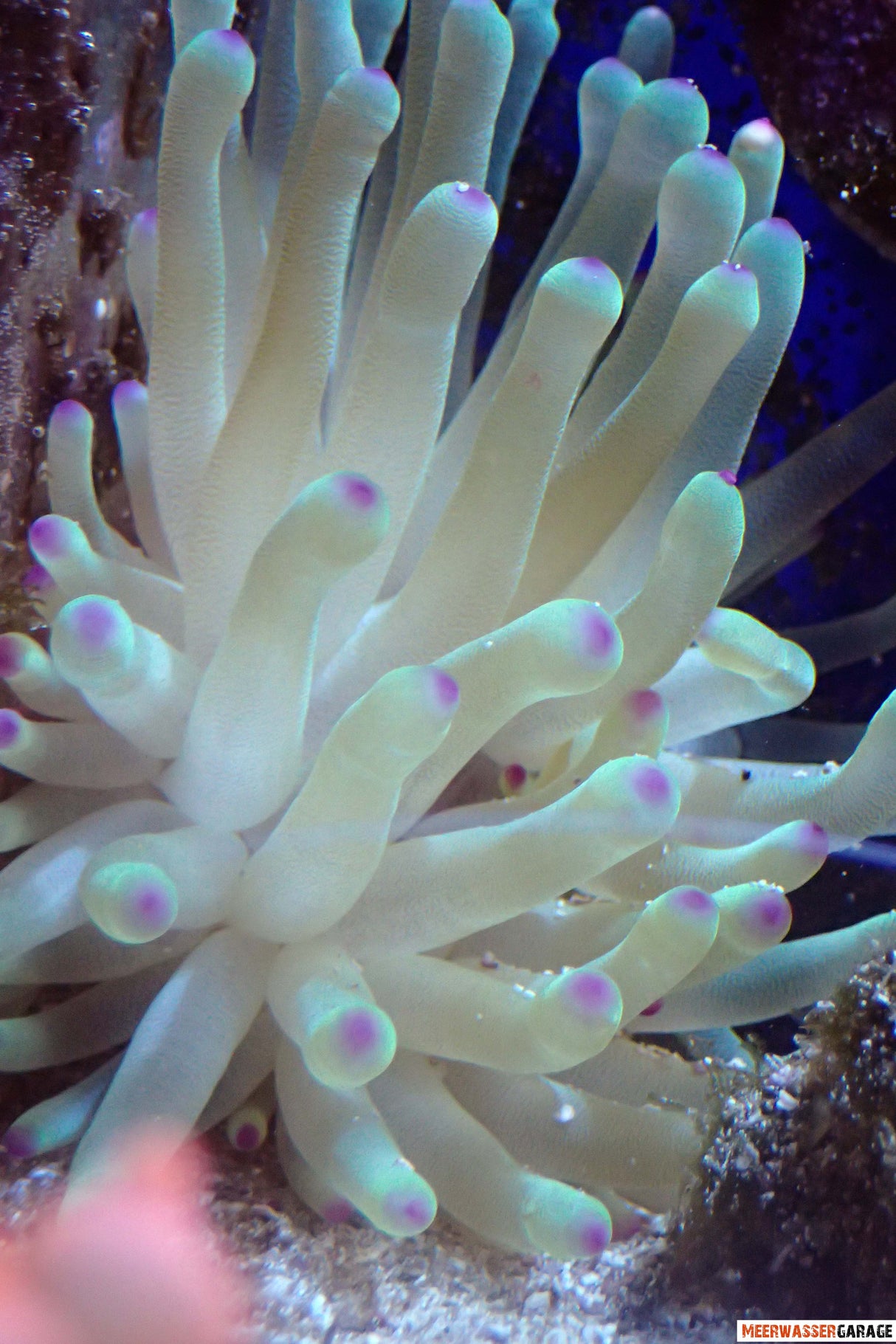 Condylactis gigantea lila Spitzen