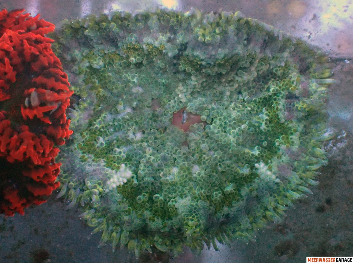 Stichodactyla tapetum