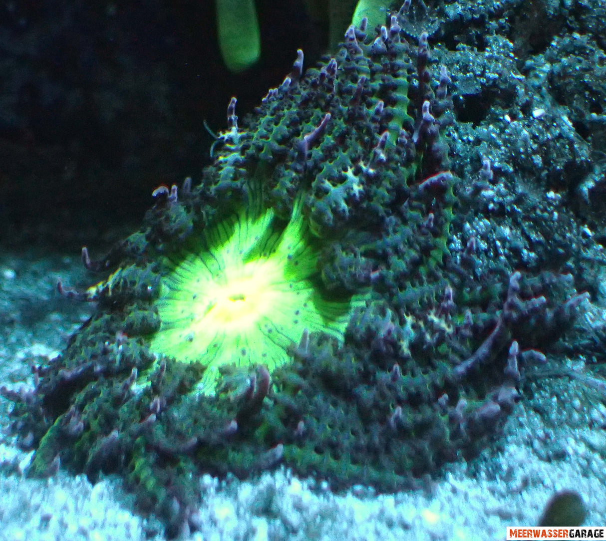 Phymanthus buitendijk - Sandanemone