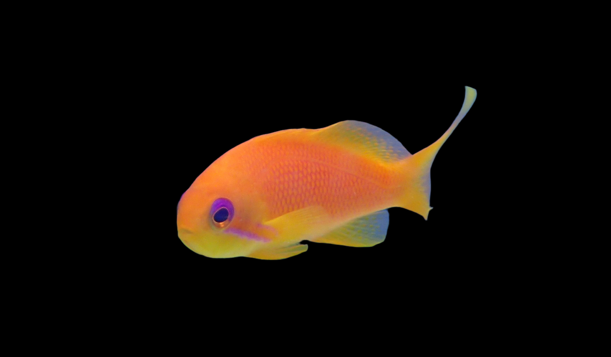 Pseudanthias squamipinnis