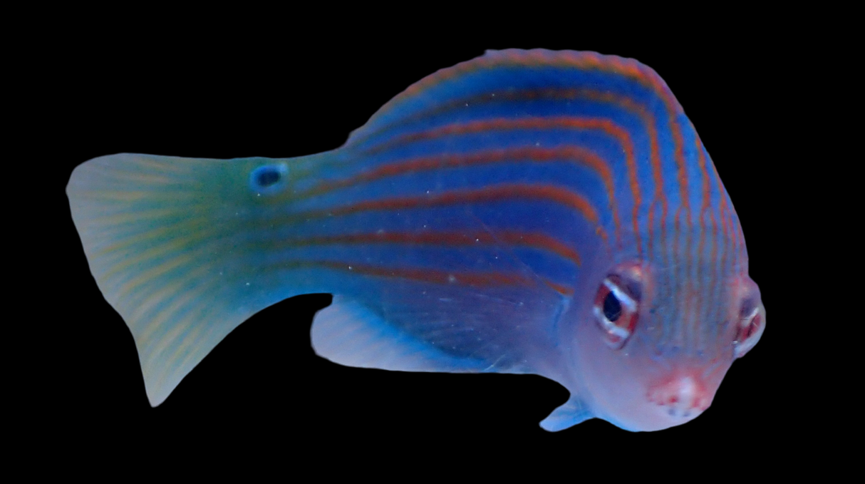 Pseudocheilinus hexataenia - Sechsstreifen Lippfisch