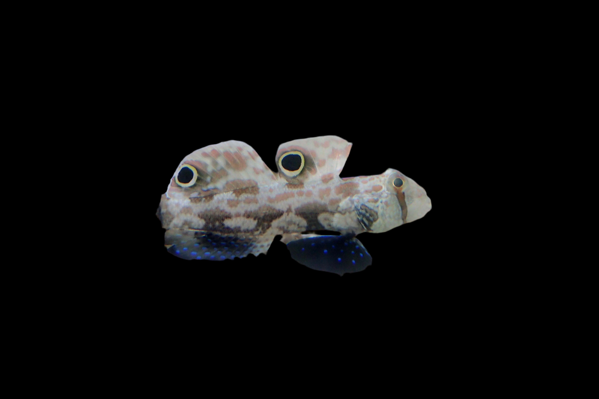 Signigobius biocellatus - Krabbenaugengrundel