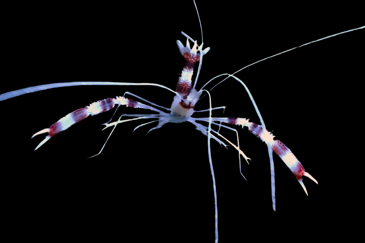 Stenopus hispidus - Gebänderte Scherengarnele