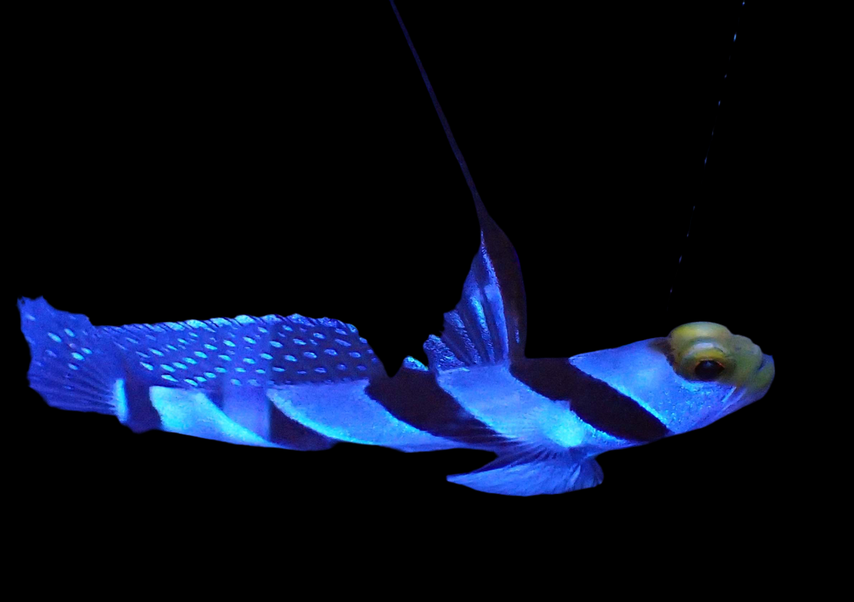 Stonogobiops nematodes - Lanzen-Symbiosegrundel