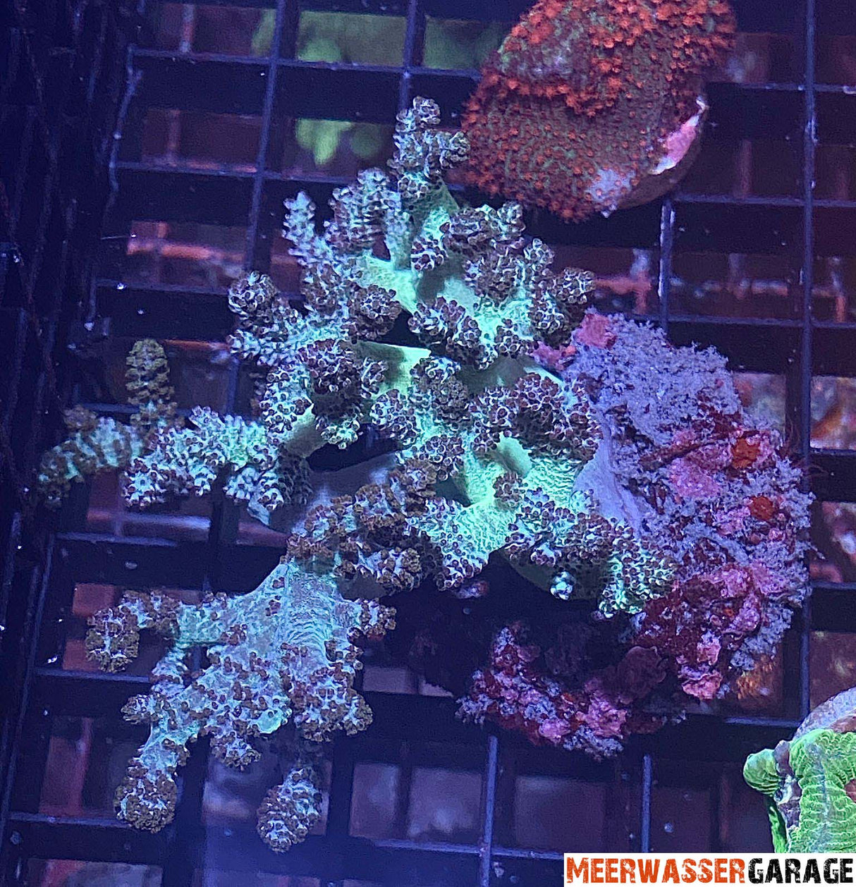 Keniabäumchen grün - Capnella Imbricata