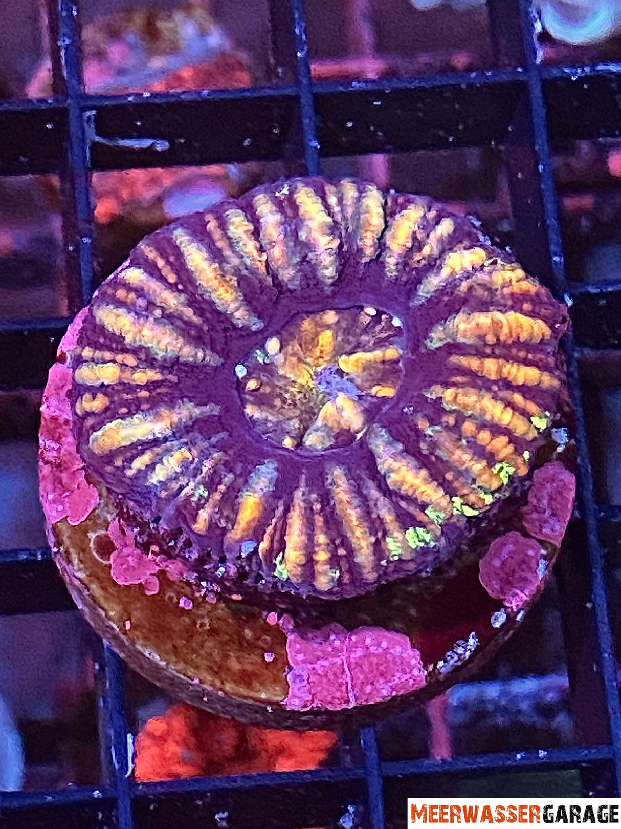 Scolymia WA Mini WYSIWYG