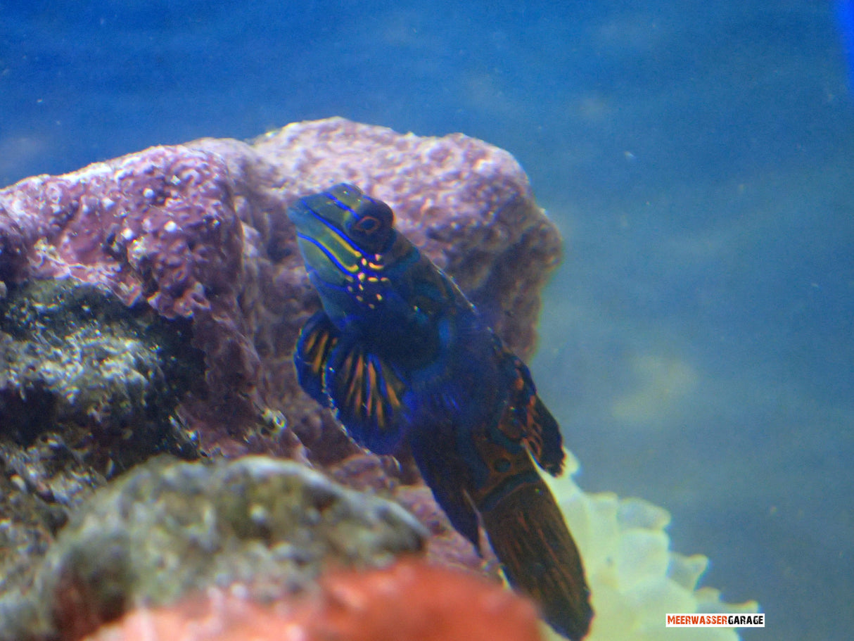 Synchiropus splendidus - Mandarin Leierfisch Männchen