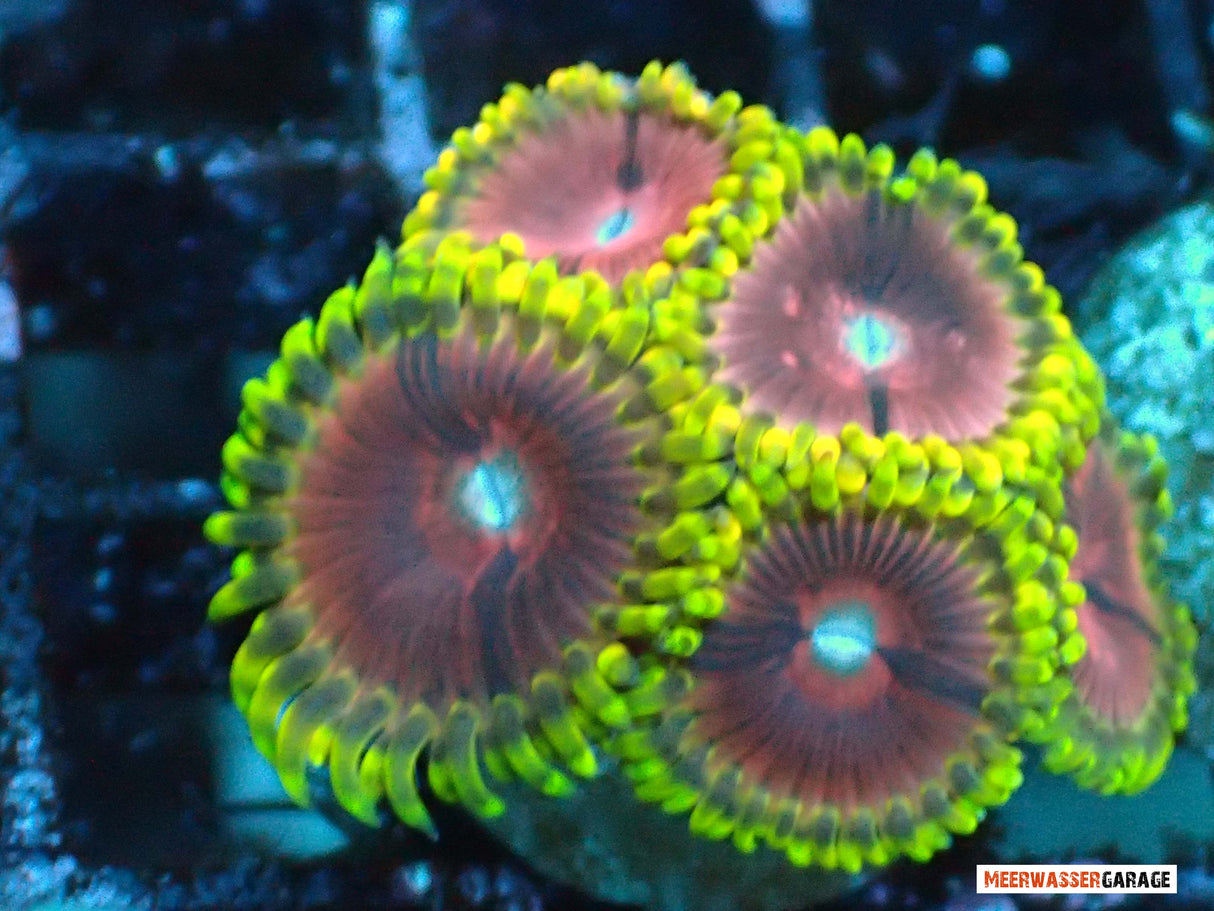 Zoanthus Fake Chilli