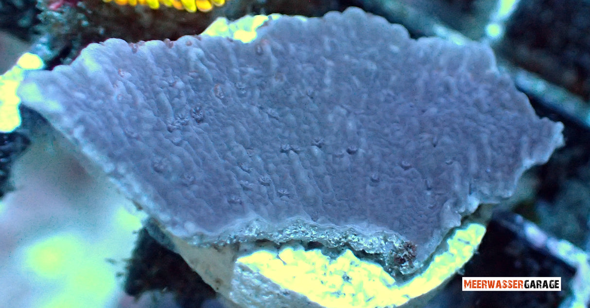 Montipora lila