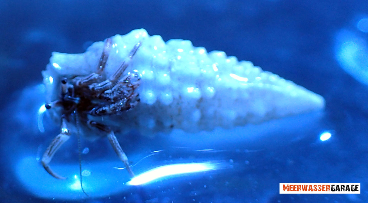 Einsiedlerkrebse weiß