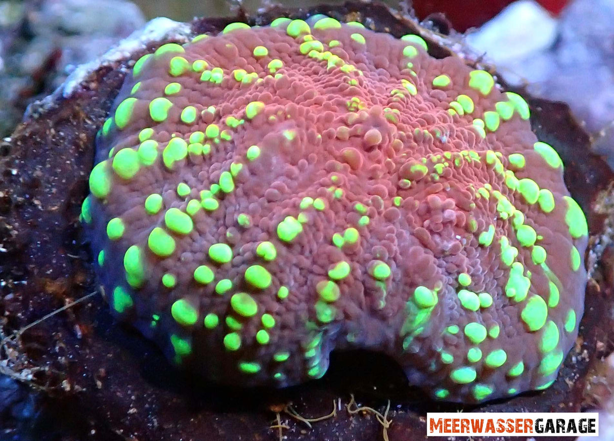 Echinophyllia - Chalice Goldmeister